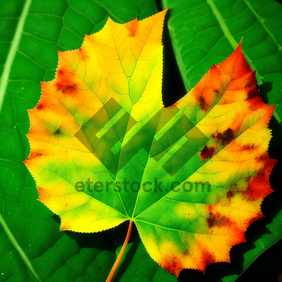 Picture of Vibrant Autumn Foliage in the Forest