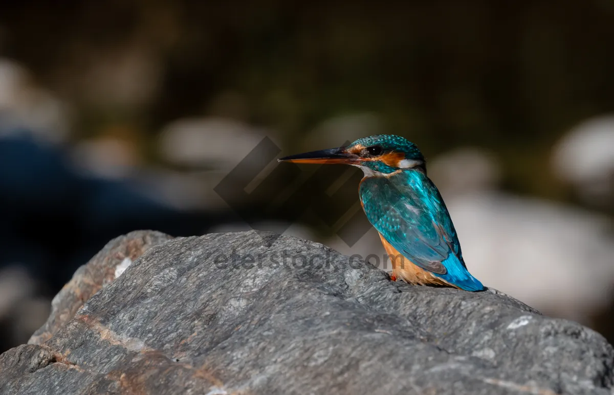 Picture of Wildlife bird with vibrant feathered wings and beak.