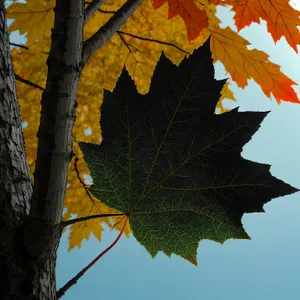 Vibrant Autumn Maple Leaves in Golden Forest