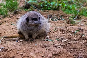 Prickly Rodent Defense: Porcupine vs Hedgehog