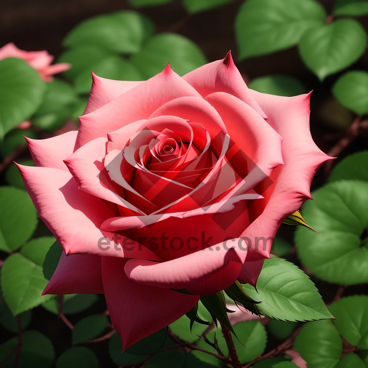 Picture of Romantic Pink Rose Bouquet for Valentine's Day