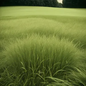 Golden Wheat Fields Under Sunny Skies