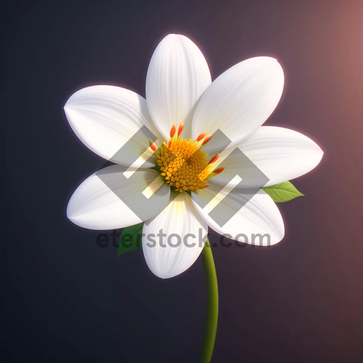 Picture of White Daisy Blossom in a Sunny Meadow