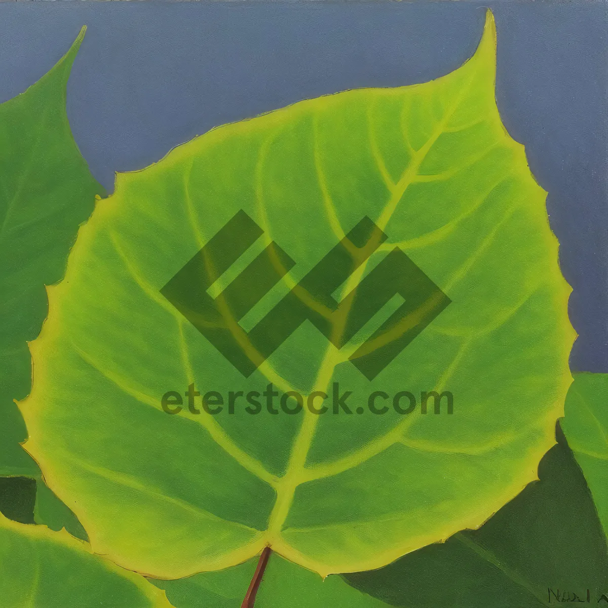 Picture of Fresh Taro Root Vegetable on Garden Leaves