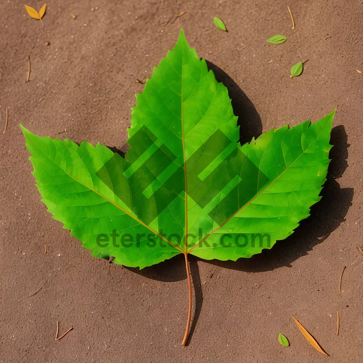 Picture of Vibrant Leaf Growth in Organic Garden