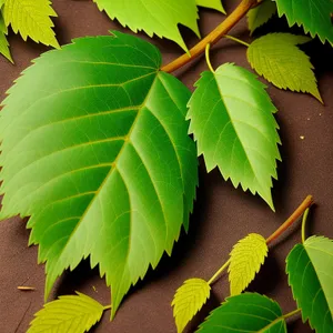 Lush Green Forest with Sunlit Fig Tree