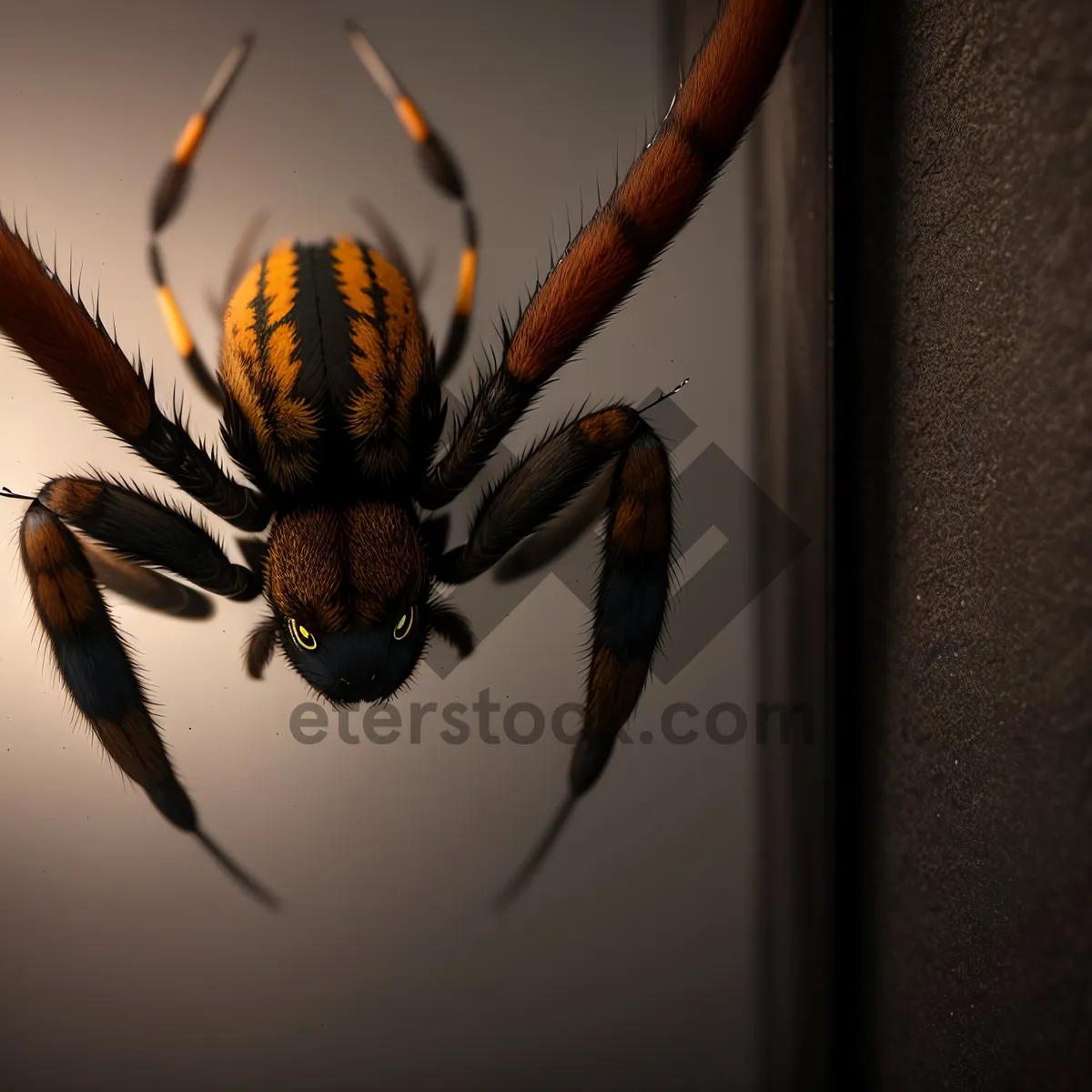 Picture of Black and Gold Garden Spider Close-Up