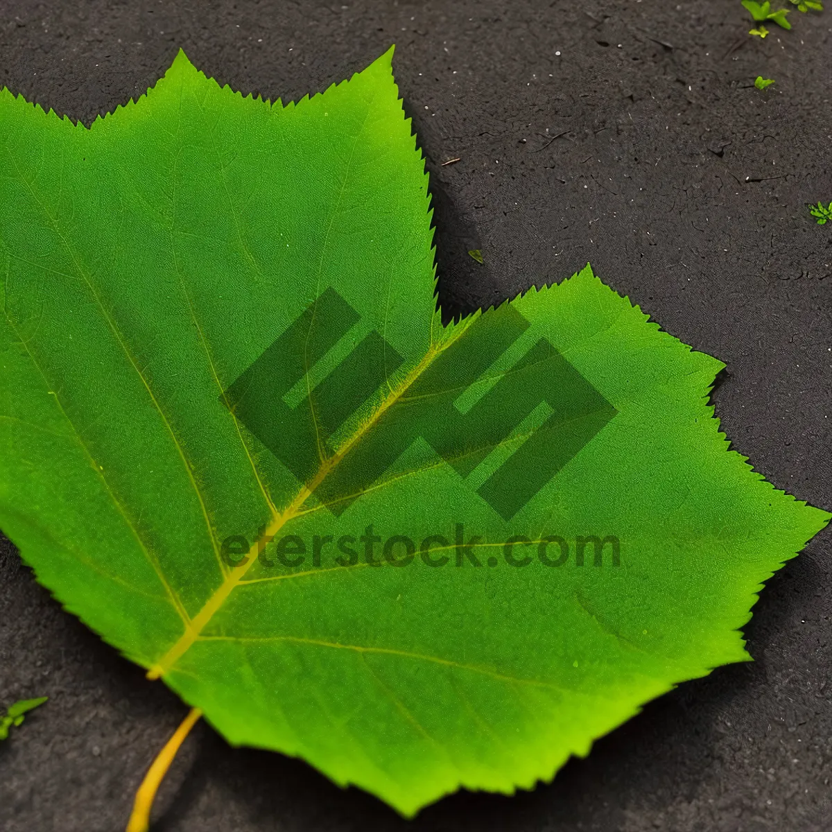 Picture of Vibrant Leaf Veins in Lush Garden