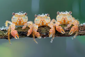 Rock crab on a rocky surface