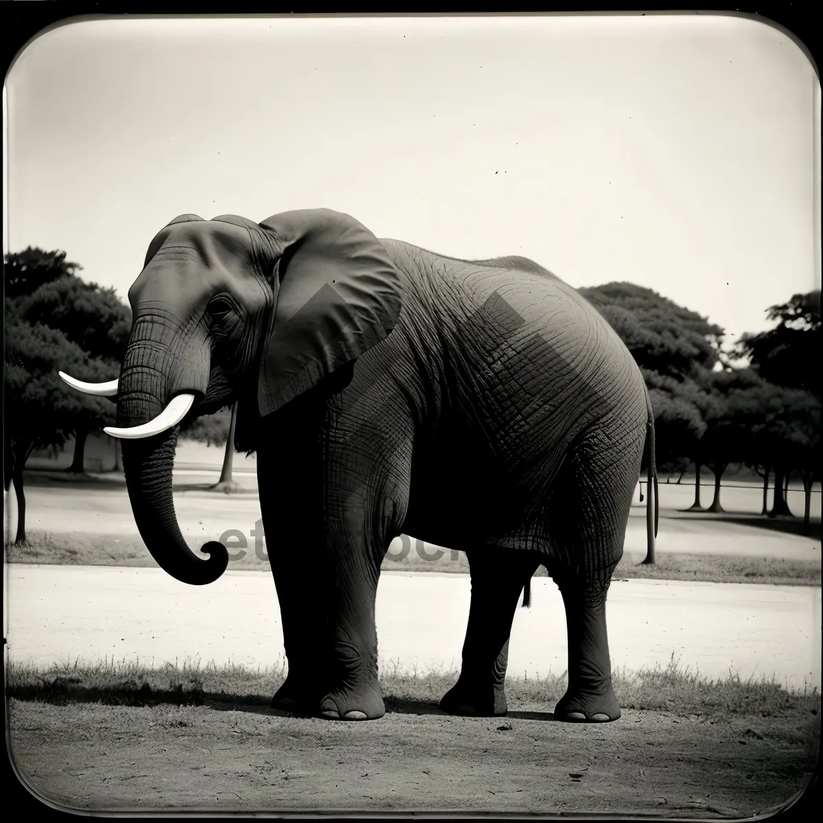 Picture of Graceful pachyderm herd gathers by the water.