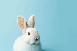 Adorable fluffy bunny sitting in studio portrait