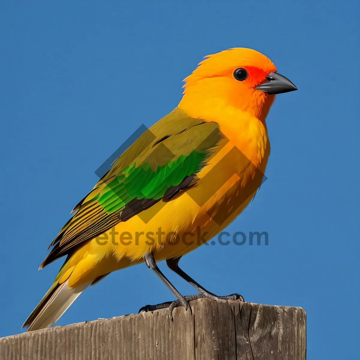 Picture of Vibrant Parrot in Tropical Habitat: Feathered Beauty