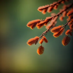 Colorful Autumn Leaves in a Forest