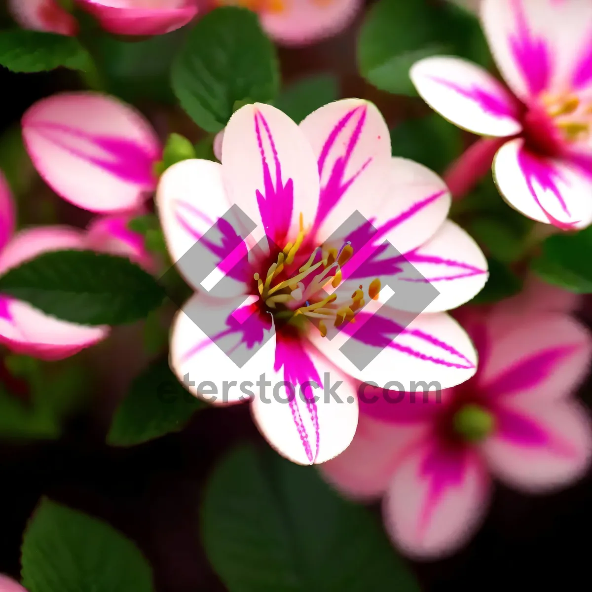 Picture of Floral Splendor: Pink Geranium Blossom in Summer Garden