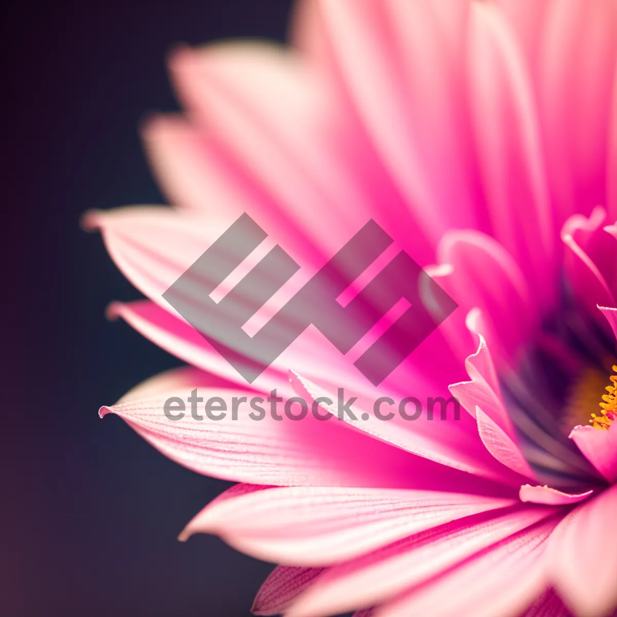 Picture of Bright Pink Lotus Petal Blossom