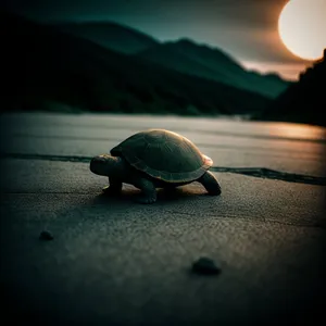 Slow-moving reptile with impressive shell: Sea Turtle