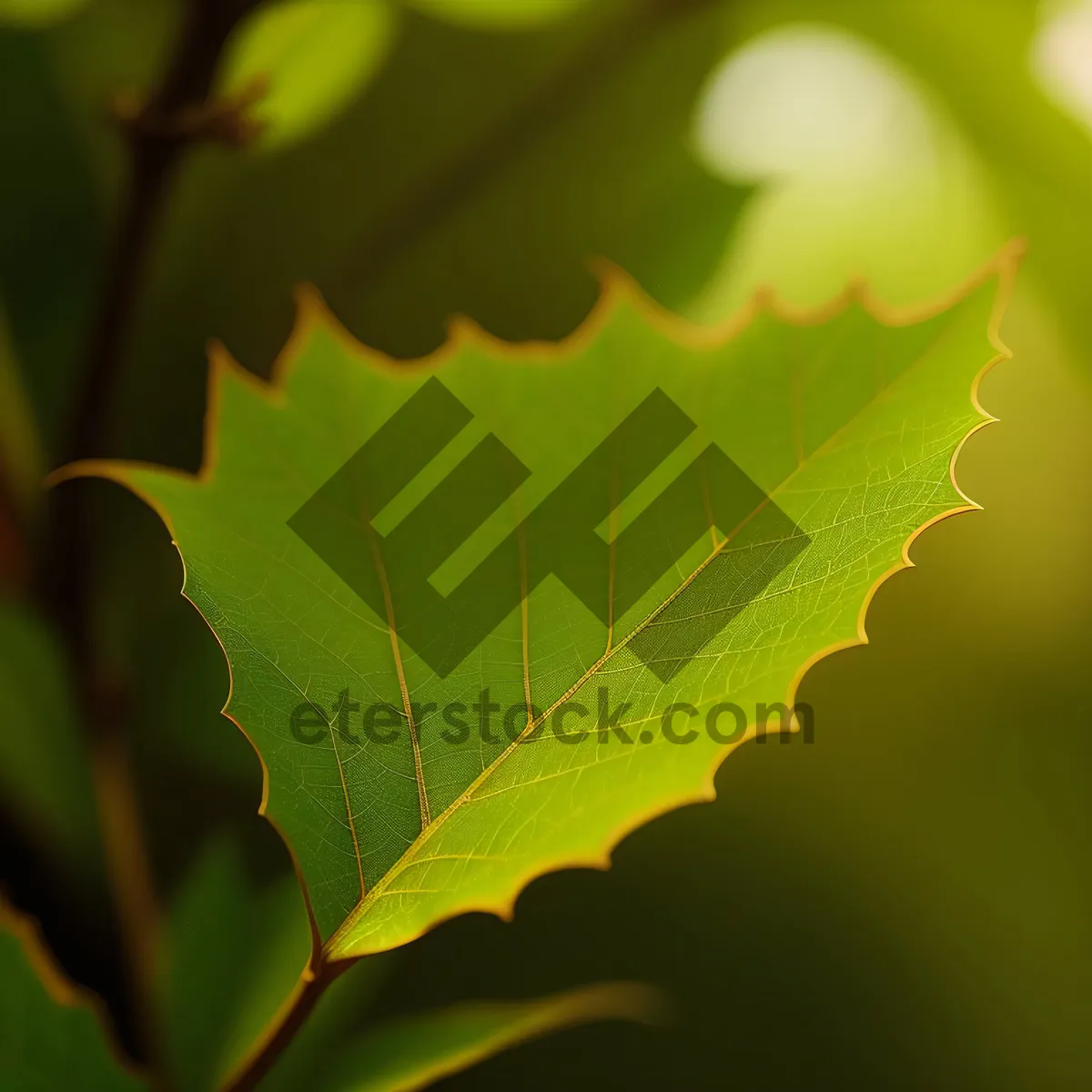 Picture of Vibrant Maple Leaves in a Sunlit Forest