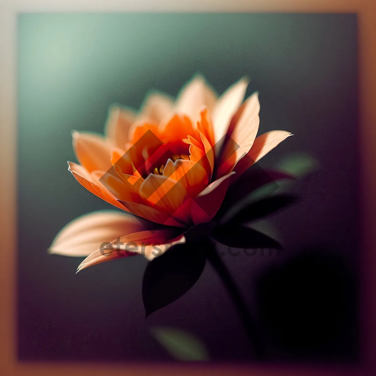 Picture of Blooming Lotus: Vibrant Petals of Joy