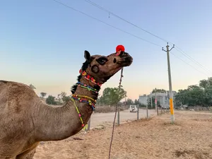 Desert Horse Grazing on Sand Dune