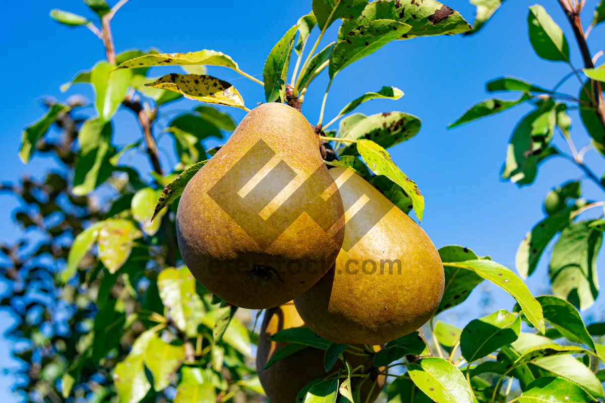 Picture of Fresh and Juicy Citrus Fruits