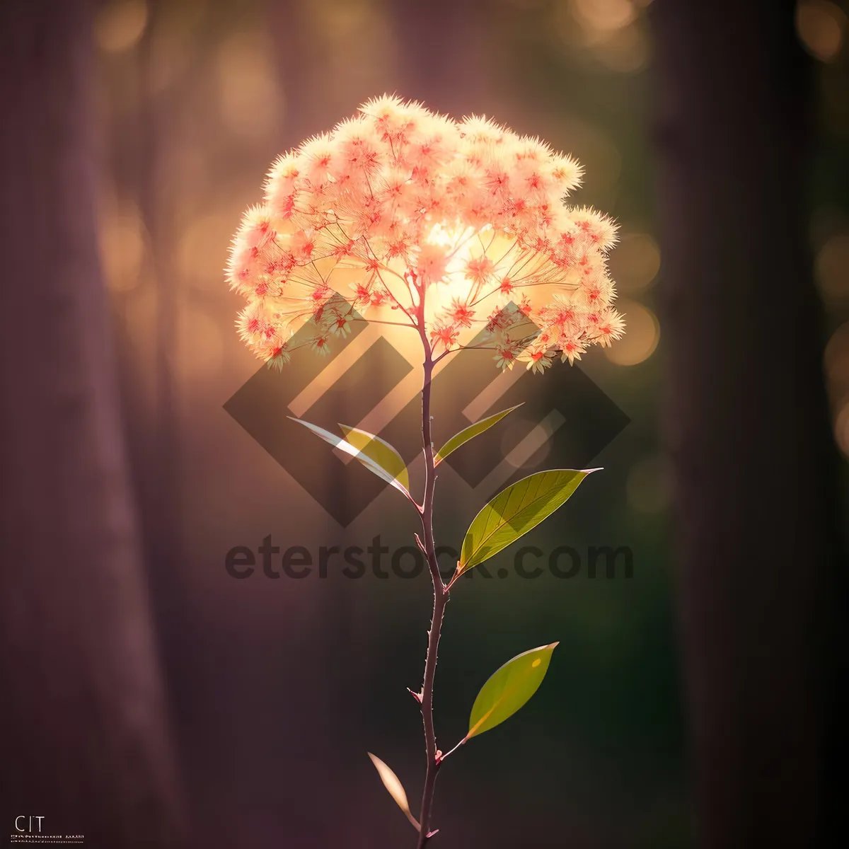 Picture of Pink Yarrow Blossom in Floral Bouquet