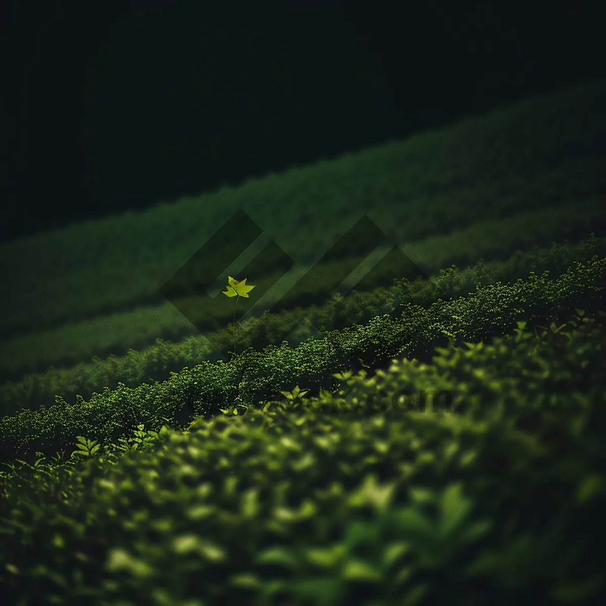 Picture of Vibrant Duckweed: Lush aquatic plant in a natural meadow