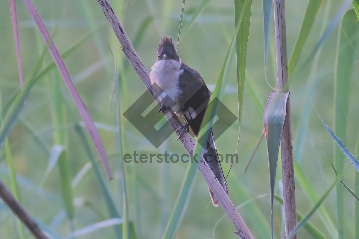 Picture of Avian beauty: Hummingbird resting on tree branch