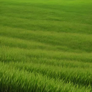 Vibrant green wheat field under blue sky