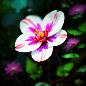 Blooming Purple Daisy Petals in Closeup