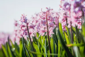 Springtime Blooms in Pink and Purple Tulips Bouquet