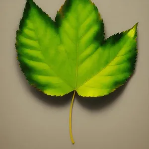 Autumn Leaves: Vibrant Yellow Foliage of Wild Ginger