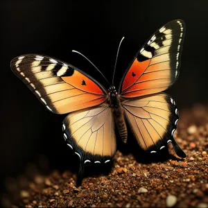 Monarch Butterfly with Vibrant Orange Wings in the Garden