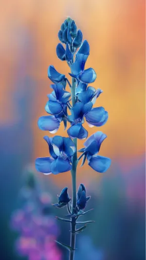 Vibrant Purple Lupine Flowers in Garden