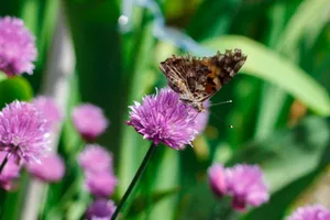 Colorful Butterfly Pollinating Pretty Pink Flowers in Garden