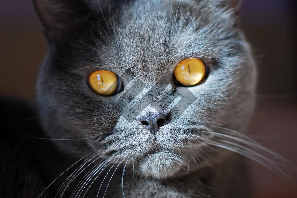 Picture of Fluffy Gray Kitten with Whiskers and Curious Eyes