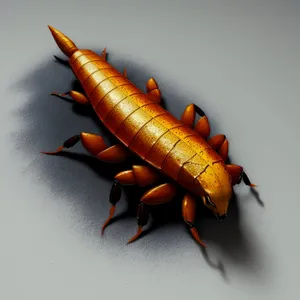 Close-up of Earwig - Arthropod Insect