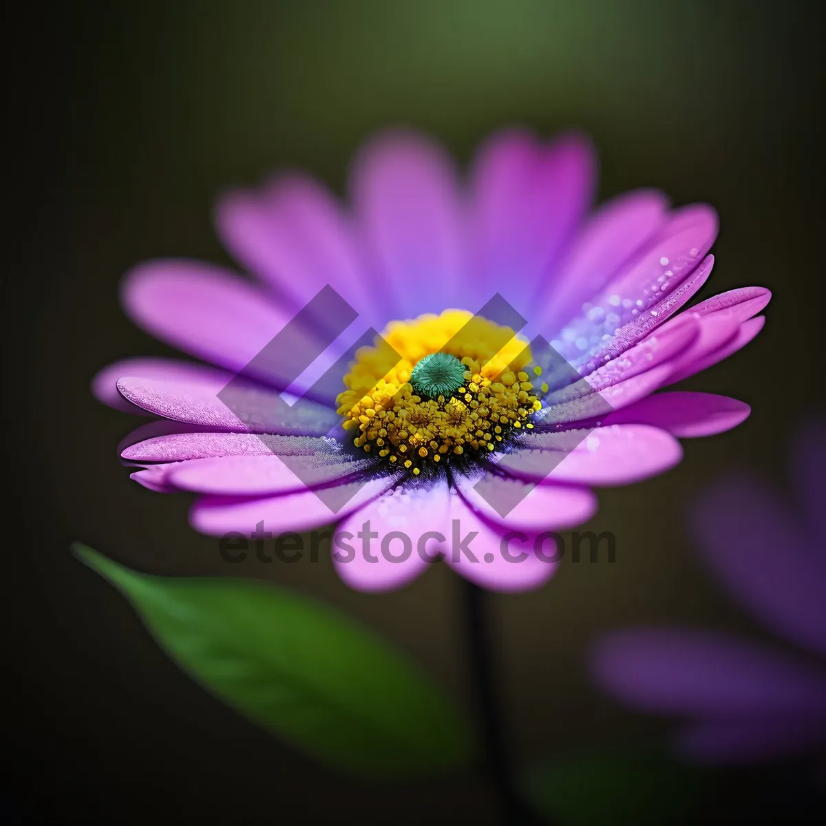 Picture of Colorful pink and purple daisy blossoms closeup.