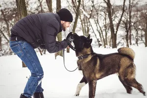 Cute Shepherd Dog Playing in the Snow