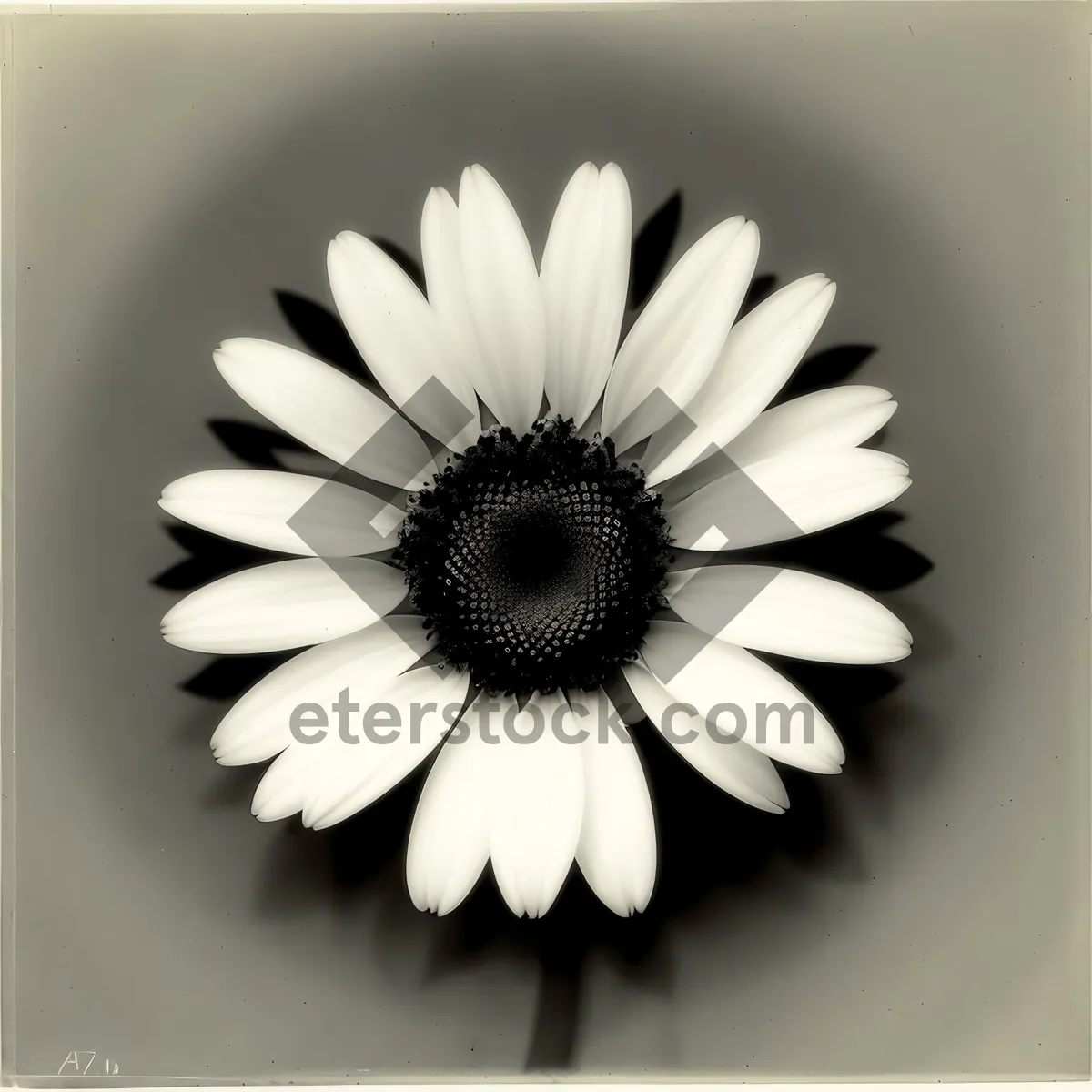 Picture of Bright yellow daisy petals in full bloom