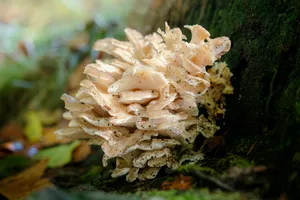 Maitake Mushroom: Delicious Fungal Cuisine