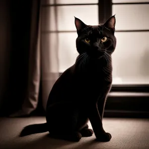 Furry Gray Domestic Cat With Curious Eyes on Windowsill