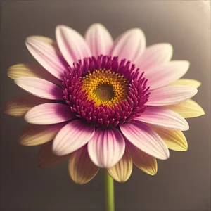 Blooming Pink Daisy in Vibrant Garden