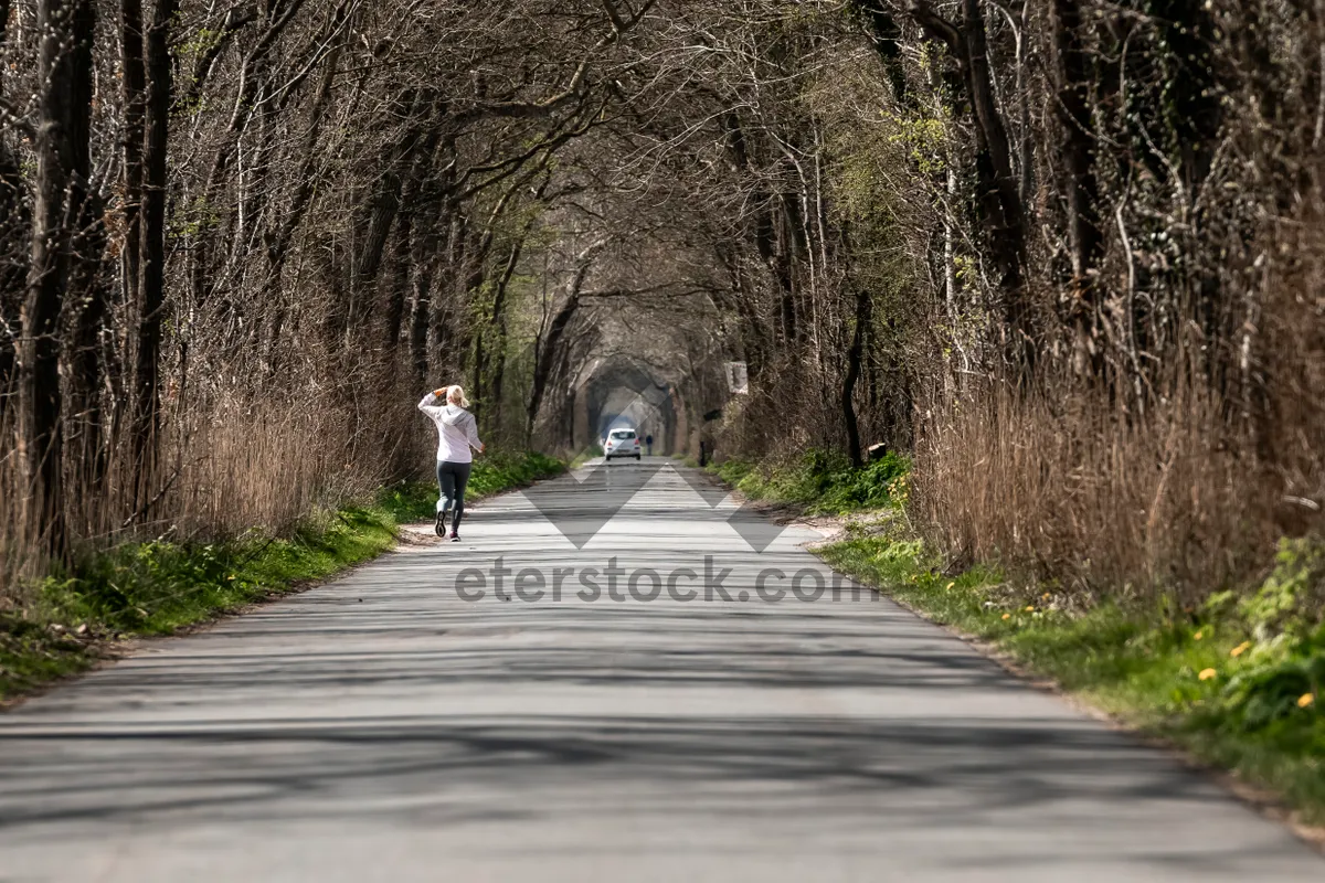 Picture of Scenic park landscape with trees and winding road