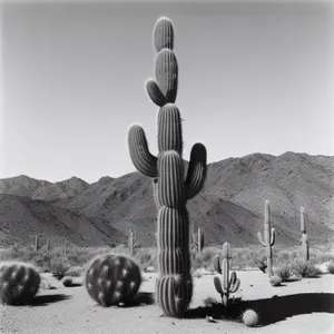 Desert Sunset: Majestic Saguaro in Vibrant Landscape