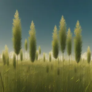 Golden Wheat Field in the Summer Sky