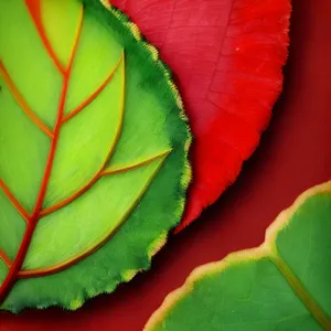 Colorful Flora: Begonia and Rose Leaf Love