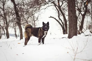 Winter park landscape with snowy forest and hunting dog