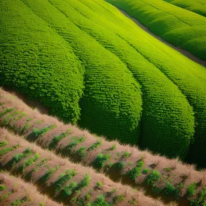 Idyllic Tea Farm In Lush Countryside