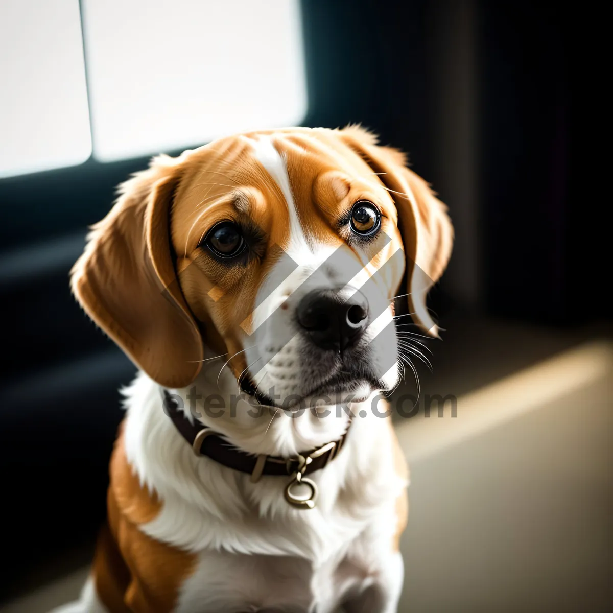 Picture of Cute Beagle Puppy in Brown Collar