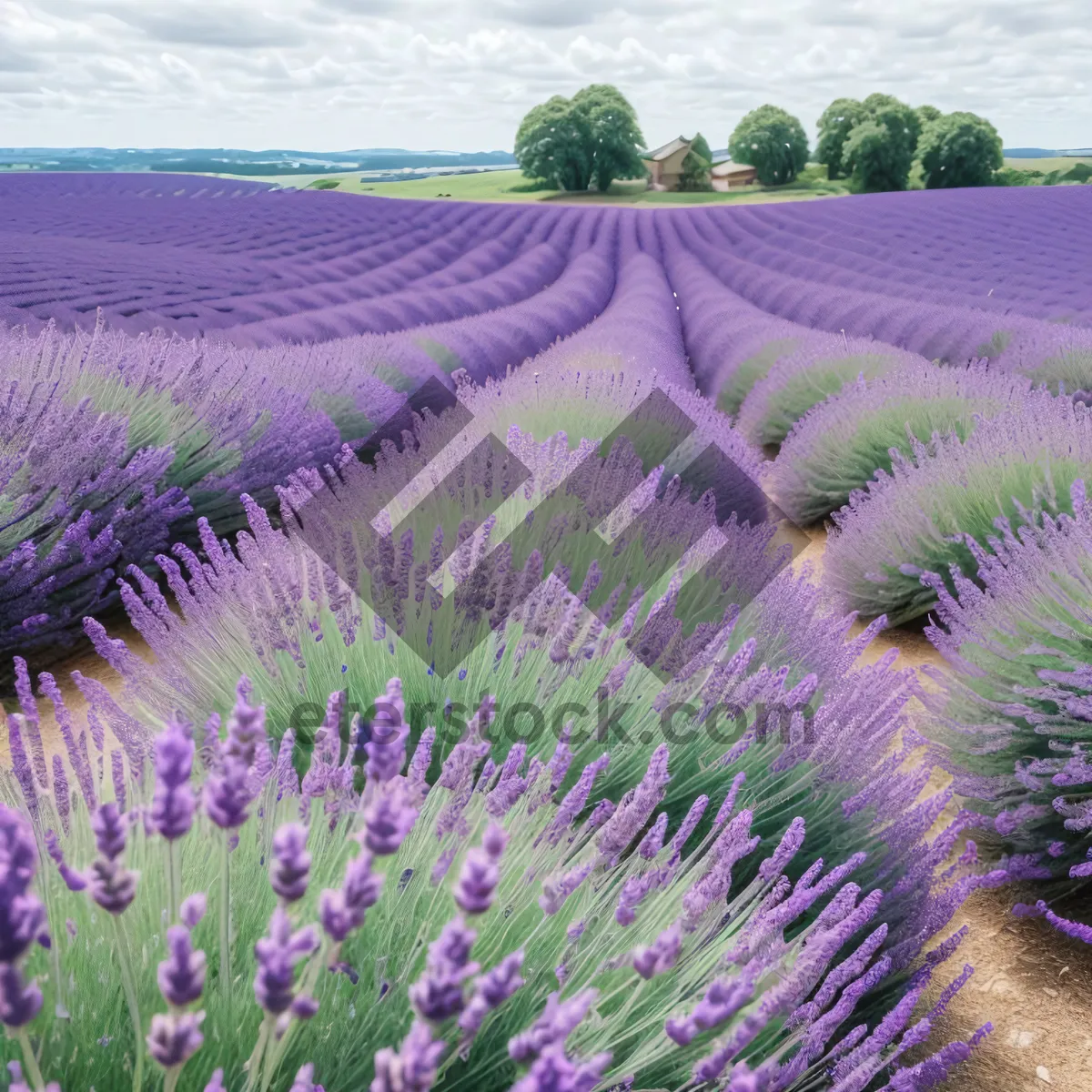 Picture of Colorful Lavender Blooms in Rural Landscape